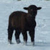 shepherdess60
